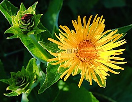 花,開花,黃色