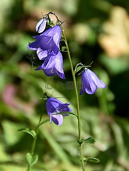 花,花粉,開花
