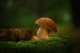蘑菇,臨時選舉委員會,性質(zhì)