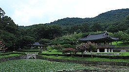 池塘,水,树