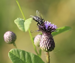 性質(zhì),昆蟲,花卉
