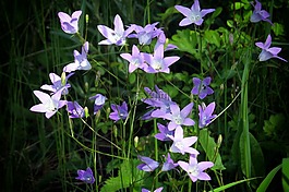 花,桔梗,草地