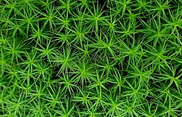 苔,星级青苔,森林植物