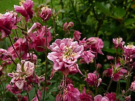 花,鐘,粉紅色
