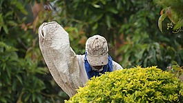 圖像,地區(qū),cafatera