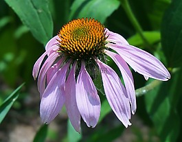 紫錐花全開,松果菊,錐花