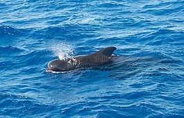 鯨魚,飛行員,海洋