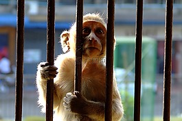 猴子,encaged,酒吧