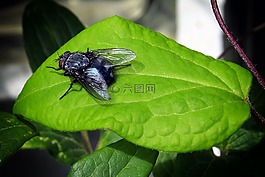 飛,昆蟲,葉子