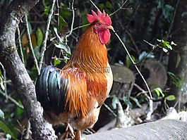 公雞,鳥,雞