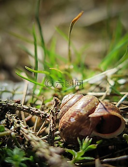 蝸牛,草地,殼