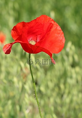 罌粟,花,野花