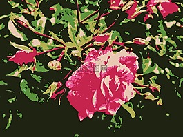 玫瑰,野生玫瑰,花