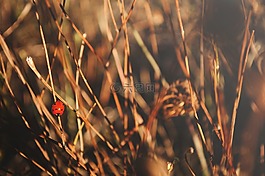 自然,干,動(dòng)物