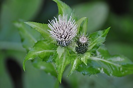 水飛薊,野生植物,春天