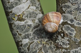 蜗牛,行李箱,勃艮第