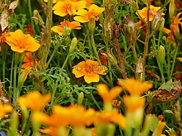 花,花園,黃色