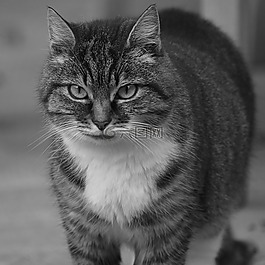 貓咪,貓,動物
