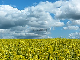 油菜,字段,天空