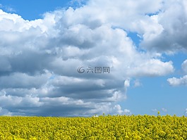 油菜籽場(chǎng),油菜,云