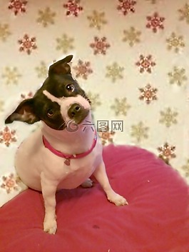 狗,宠物,杰克罗素
