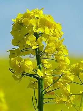 油菜,廠,作物