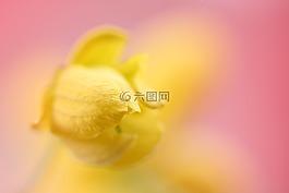 黃色花,花,黃色