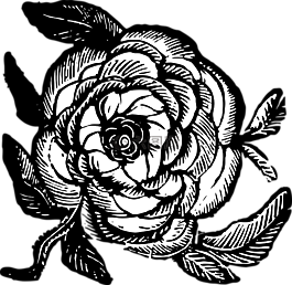 玫瑰,花,釀酒