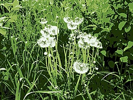蒲公英,草地,綠色