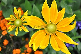 黛西,瑪格麗特,花園