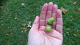 橡子,手,夏天