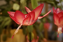 開花,weihnachtskaktus,室內(nèi)植物