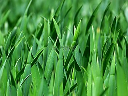 草,葉片草,性質