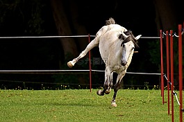 模具,馬,對動物的愛