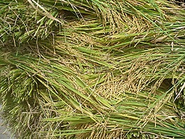 水稻,性質(zhì),植物