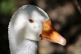 鵝,動(dòng)物肖像,動(dòng)物世界