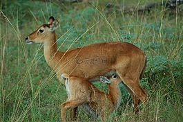 非洲,野生,野生動物