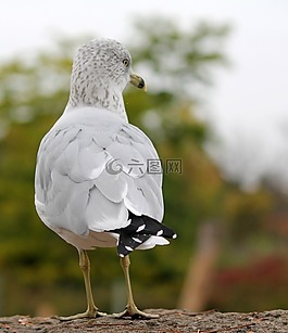 海鷗,鷗,鳥