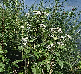 所有boneset,花,野花