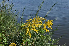一枝黃花在湖畔,花,開花