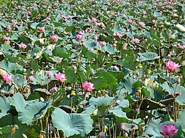 蓮花,性質(zhì),景觀