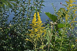 一枝黃花在湖畔,花,開花