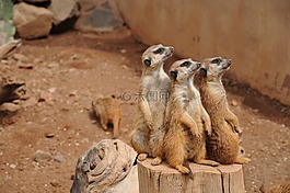 國家公園,動物園,動物