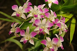 鮮花,背景,紫