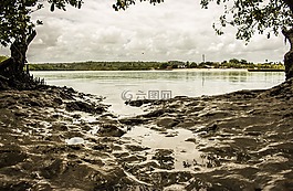 mangue,海灘,泥