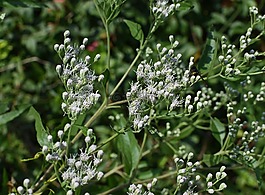 snakeweed,花,開(kāi)花