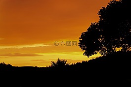 日落,夜,樹