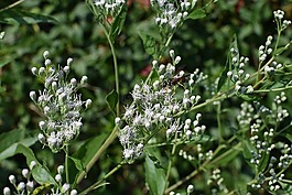 黄蜂在snakeweed,昆虫,传粉者