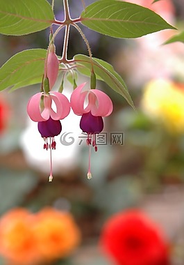 紫红色,鲜花,天使耳环