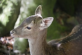 達(dá)姆野,年輕的動(dòng)物,野生